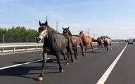 اسب‌ها در وسط اتوبان  + فیلم