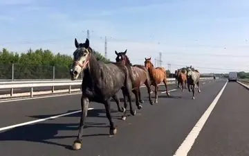 اسب‌ها در وسط اتوبان  + فیلم