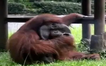 سیگارکشیدن اورانگوتان باغ وحش جنجال به پا کرد! + عکس