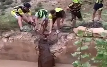 نجات گوزن بزرگ توسط چند دوچرخه سوار