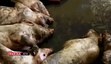 علت حرام بودن گوشت خوک چیست؟ + فیلم