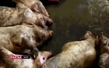 علت حرام بودن گوشت خوک چیست؟ + فیلم