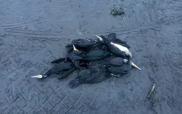 نه بیماری، نه تصادف؛ دست انسان پشت مرگ دسته‌جمعی پرندگان ساحل انزلی