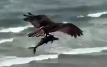 تصویر فوق العاده از شکار ماهی توسط پرنده