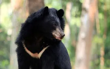 کشف یک توله خرس سیاه از قاچاقچیان حیوان