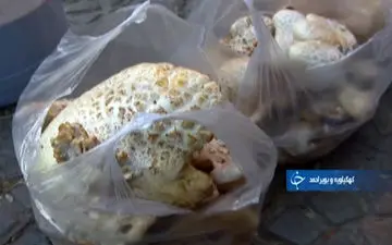 آیا می‌توان قارچ سمی را از روی ظاهر تشخیص داد؟ + فیلم