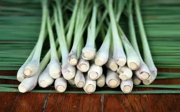 علف لیمو: گیاه همه‌کاره با خواص درمانی