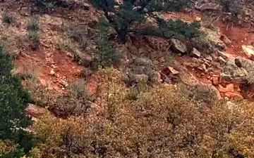 اگر در یک نگاه گوزن رو در تصویر پیدا کنی خیلی تیزبین هستی!