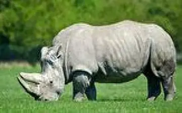 ویدیو| عاقبت شوخی کردن با کرگدن عصبانی