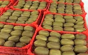 کیوی را با پوست بخوریم بهتر است یا بدون پوست؟

