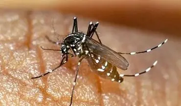 هشدار نسبت به شیوع ۴ بیماری خطرناک پس از بارندگی