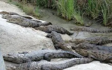 بعد از سیل سیستان و بلوچستان گاندوها سر در آوردند!