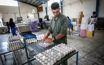 
قیمت جدید تخم مرغ در بازار اسفند 1402
