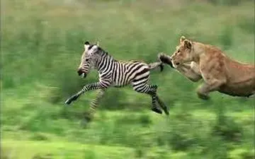 لحظه حیرت انگیز شکار سلطان جنگل| تمرکز حیرت آور یک شیر در لحظه شکار