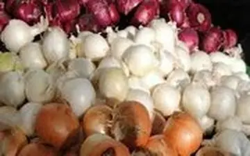  پشت پرده گرانی ۱۰ برابری پیاز/ دلالان پیاز ۱۵ هزار تومانی امروز را ۱۵۰۰ تومان از کشاورز خریده اند