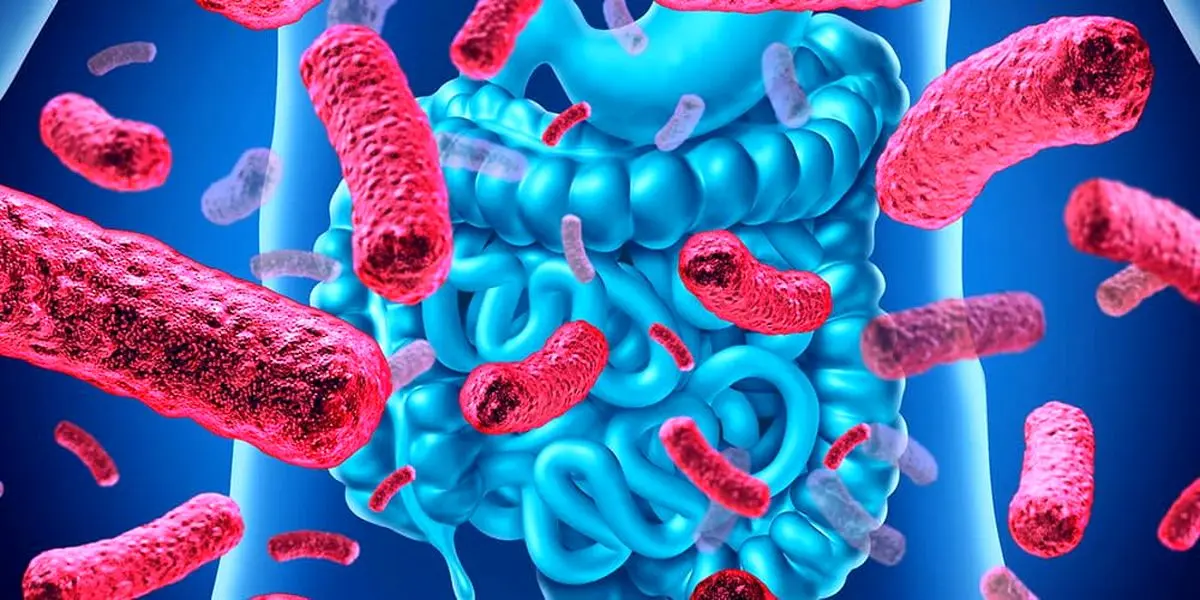 باکتری‌های خوب با سلامت ما چه می‌کنند؟ تأثیر شگفت‌انگیز پروبیوتیک‌ها