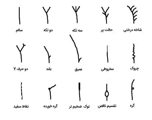 انواع موخوره را بشناسید