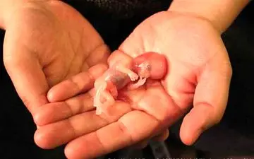 تاثیرات جبران ناپذیر سقط عمدی برمادران!