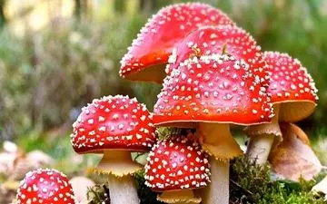 قارچ هایی که خوردنشان به قیمت جانتان تمام می‌شود