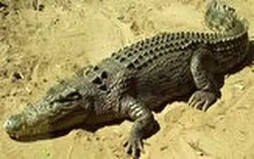 زنده گیری گاندوی بزرگ جثه پس از ورود به یک روستا در چابهار