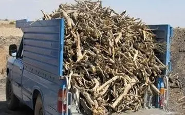 کشف ۱۳ تن چوب قاچاق و دستگیری ۶ نفر در دزفول