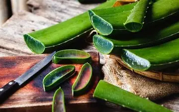 «آلوئه‌ورا» پر فایده اما خطرناک!

