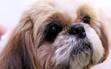 سگ بیچاره بخاطر وصیت صاحبش جزغاله شد!