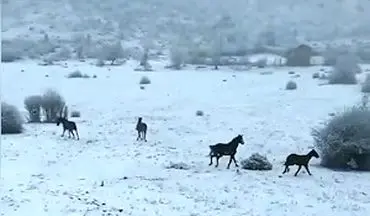 اسب‌های وحشی و آزاد در طبیعت برفی گلستان + فیلم 