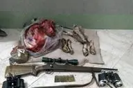 کشف لاشه چهار راس قوچ وحشی در تایباد