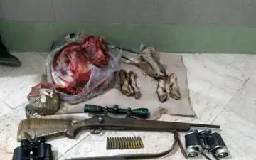 کشف لاشه چهار راس قوچ وحشی در تایباد