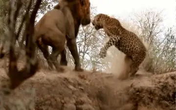 ویدیو| جدال باورنکردنی شیر و پلنگ 