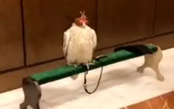 هدیه عجیب و متفاوت پوتین به پادشاه عربستان! 