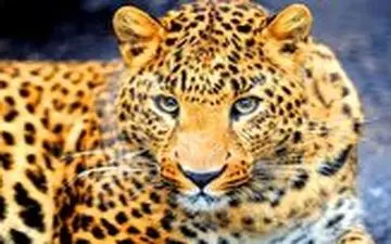 ویدیو/ حمله غافلگیرانه پلنگ گرسنه به گراز