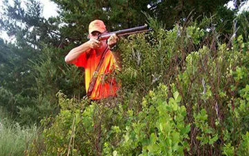 قطع یک درخت تنومند با شلیک گلوله + فیلم