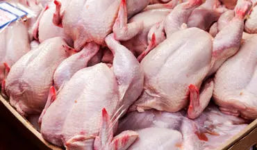 مرغ تا ۲۴ ساعت آینده ارزان می شود 