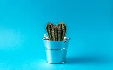 سیاه شدن کاکتوس از چیه و چطور رفع میشه؟