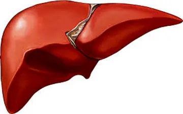 از کبدتان محافظت کنید/ ۵ ویتامین کلیدی برای تقویت کبد