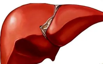 اگر کبدتان چرب است روز خود را با این نوشیدنی ها شروع کنید