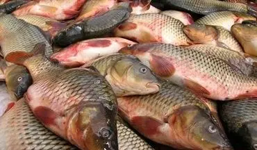 آخرین قیمت ماهی در بازار / میگو منجمد کیلویی چند؟ 