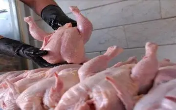 مرغ را گرانتر از این قیمت نخرید!