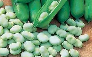  خواص عجیب باقالا که نمی دانستید