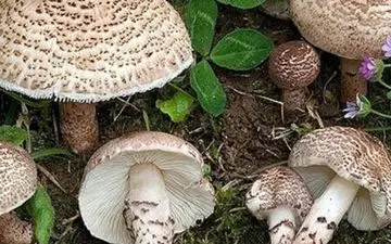 خوردن قارچ سمی بعد از پختن خطرناک است؟

