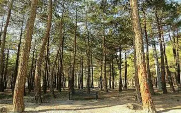 انجام آمار‌برداری درختان کرمانشاه با استفاده از  سیستم جی.آی.اس 