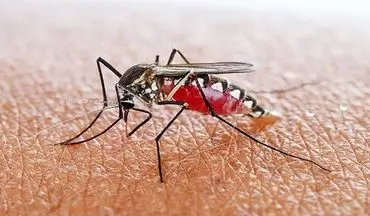 مالاریا؛ بیماری کشنده اما با قابلیت پیشگیری