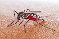مالاریا؛ بیماری کشنده اما با قابلیت پیشگیری
