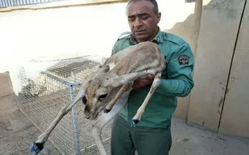 تیمار و نجات یک رأس آهوی زخمی توسط محیط بانان قصرشیرین