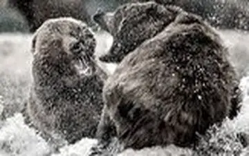 
مبارزه دیدنی ۲ خرس غول پیکر با یکدیگر/فیلم