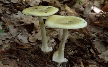 مسمومیت 46 تن  براثر مصرف قارچ سمی در کرمانشاه