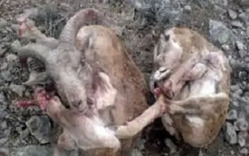 پشت پرده ماجرای شکنجه قوچ ایرانی/ شکارچی در لباس محیط بان + فیلم