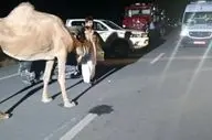 فوت یک نفر در هرمزگان در تصادف با شتر
